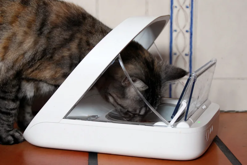 Animaux connectés en 2026 : distributeurs, colliers GPS et fontaines intelligentes pour chats et chiens